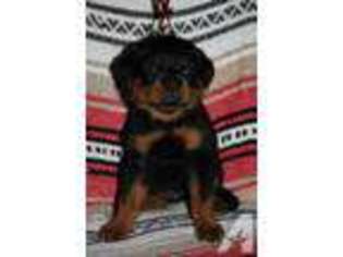 Rottweiler Puppy for sale in SEATTLE, WA, USA