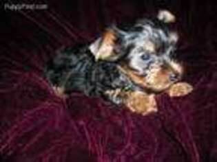 Yorkshire Terrier Puppy for sale in Daleville, AL, USA