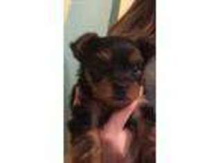 Yorkshire Terrier Puppy for sale in Springtown, TX, USA