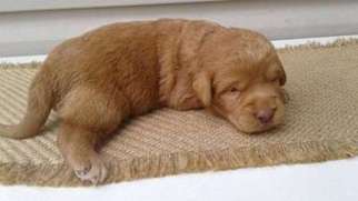 Labradoodle Puppy for sale in WESTMINSTER, SC, USA