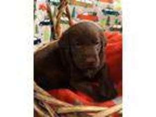 Labradoodle Puppy for sale in Canal Winchester, OH, USA