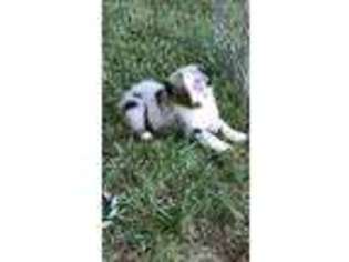 Australian Shepherd Puppy for sale in Easley, SC, USA