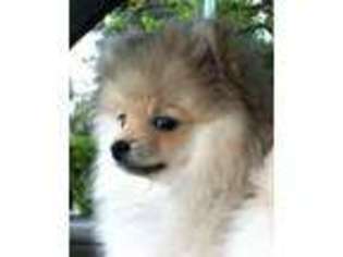 Pomeranian Puppy for sale in SANDY, OR, USA