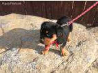 Rottweiler Puppy for sale in Entiat, WA, USA
