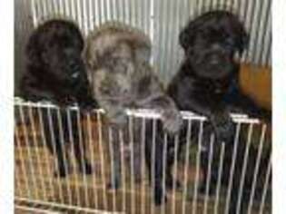 Cane Corso Puppy for sale in Hastings, MI, USA