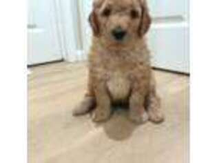 Goldendoodle Puppy for sale in Clovis, CA, USA
