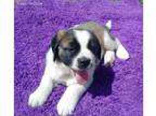 Saint Bernard Puppy for sale in Ute, IA, USA