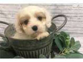 Cavapoo Puppy for sale in Hattiesburg, MS, USA