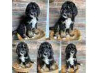 Mutt Puppy for sale in Poplar, WI, USA