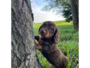 Dachshund Puppy for sale in Loogootee, IN, USA