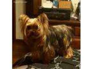 Yorkshire Terrier Puppy for sale in Carl Junction, MO, USA