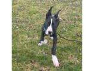 Great Dane Puppy for sale in Bunker Hill, WV, USA