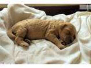 Goldendoodle Puppy for sale in Harrisburg, PA, USA