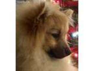 Pomeranian Puppy for sale in Lake City, FL, USA
