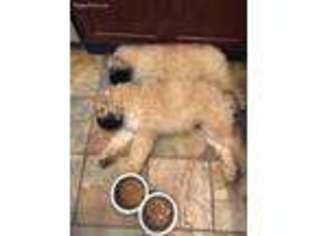 Mutt Puppy for sale in Landers, CA, USA