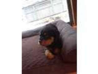 Rottweiler Puppy for sale in Pascoag, RI, USA