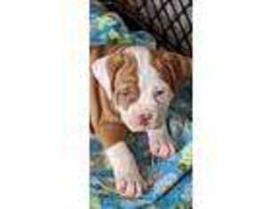 Olde English Bulldogge Puppy for sale in Charlotte, NC, USA