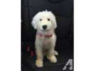 Old English Sheepdog Puppy for sale in RENO, NV, USA