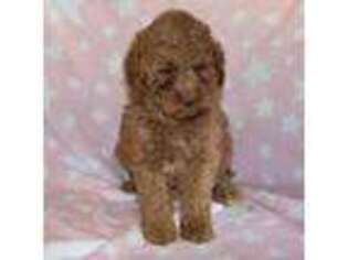 Mutt Puppy for sale in Liberty, NC, USA