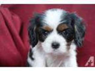 Cavalier King Charles Spaniel Puppy for sale in GLENWOOD, MN, USA