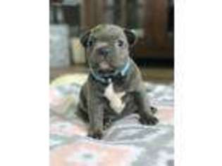 French Bulldog Puppy for sale in Kalamazoo, MI, USA