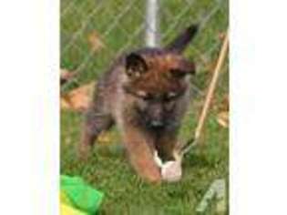 German Shepherd Dog Puppy for sale in NEWVILLE, PA, USA