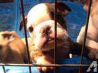Bulldog Puppy for sale in MAPLE VALLEY, WA, USA