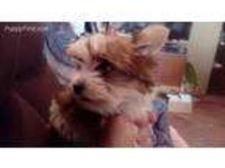 Yorkshire Terrier Puppy for sale in Okemah, OK, USA