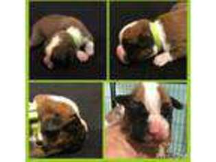 Boxer Puppy for sale in Columbus, OH, USA