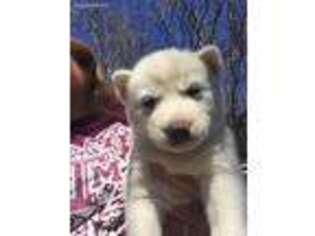 Siberian Husky Puppy for sale in Point, TX, USA