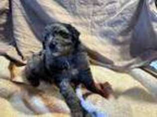 Mutt Puppy for sale in Olive Hill, KY, USA