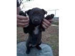 Belgian Malinois Puppy for sale in Leesburg, GA, USA