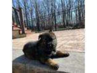 German Shepherd Dog Puppy for sale in Morganville, NJ, USA