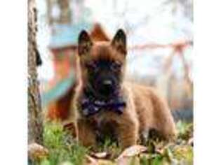 Belgian Malinois Puppy for sale in Fredericksburg, OH, USA