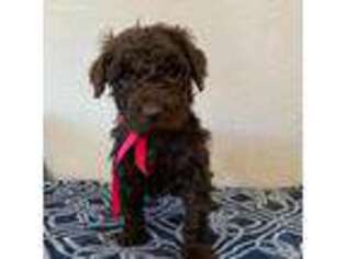 Goldendoodle Puppy for sale in National City, CA, USA