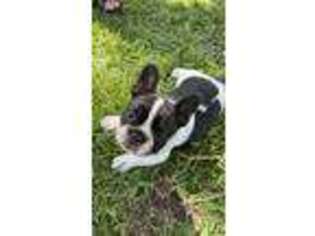 French Bulldog Puppy for sale in Wiggins, MS, USA