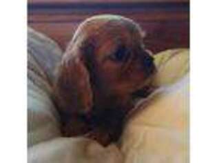 Cavalier King Charles Spaniel Puppy for sale in Deerwood, MN, USA