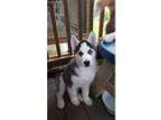 Siberian Husky Puppy for sale in Pinellas Park, FL, USA