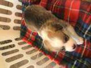 Pembroke Welsh Corgi Puppy for sale in Palestine, TX, USA