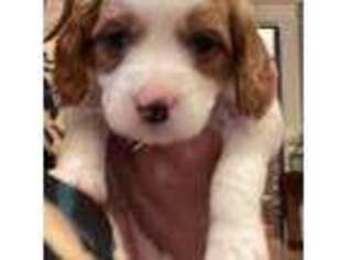 Cavapoo Puppy for sale in New Bedford, MA, USA