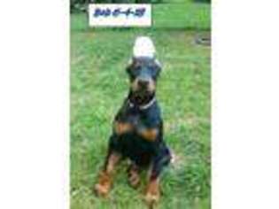 Doberman Pinscher Puppy for sale in Acme, PA, USA