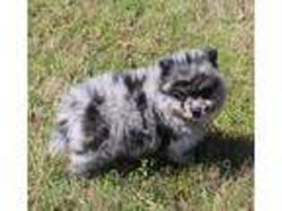 Pomeranian Puppy for sale in Bogart, GA, USA