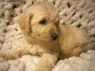 Goldendoodle Puppy for sale in Atkins, AR, USA