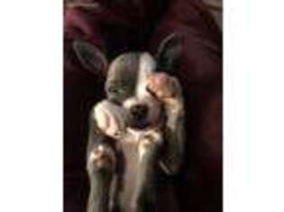Chihuahua Puppy for sale in Dover, TN, USA