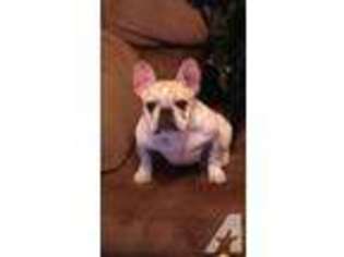 French Bulldog Puppy for sale in ARLINGTON, TX, USA