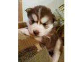 Siberian Husky Puppy for sale in Wortham, TX, USA