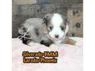 Miniature Australian Shepherd Puppy for sale in La Grande, OR, USA
