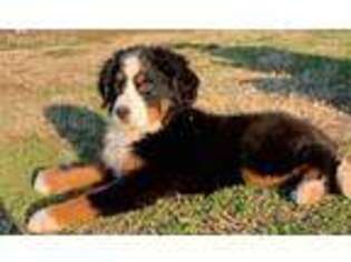 Bernese Mountain Dog Puppy for sale in Stilwell, OK, USA