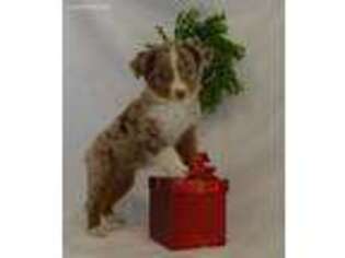 Miniature Australian Shepherd Puppy for sale in Kokomo, IN, USA