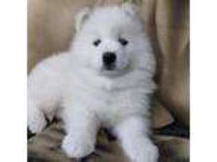Samoyed Puppy for sale in Knoxville, PA, USA